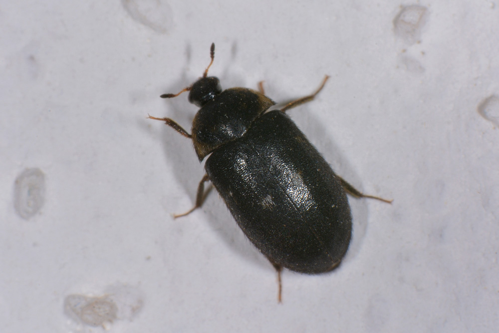 Attagenus pellio? Sì. Dermestidae